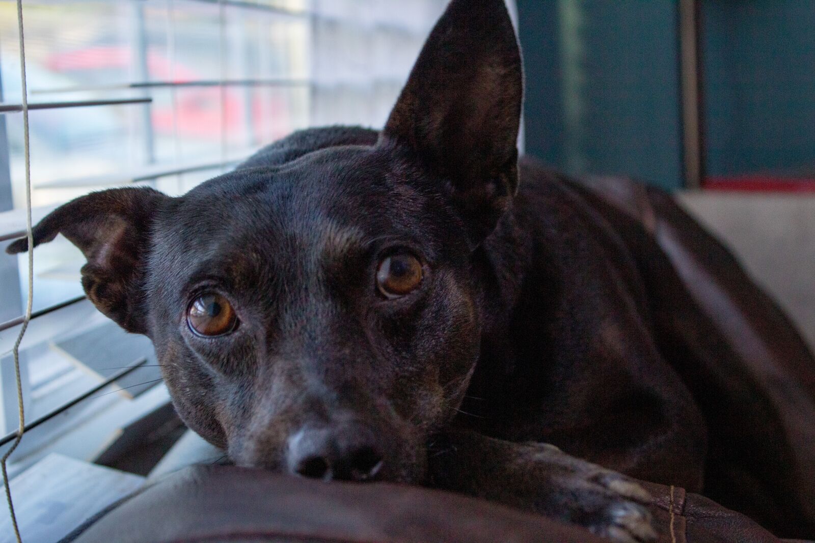 Canon EOS 1300D (EOS Rebel T6 / EOS Kiss X80) sample photo. Dog, pet, sofa photography