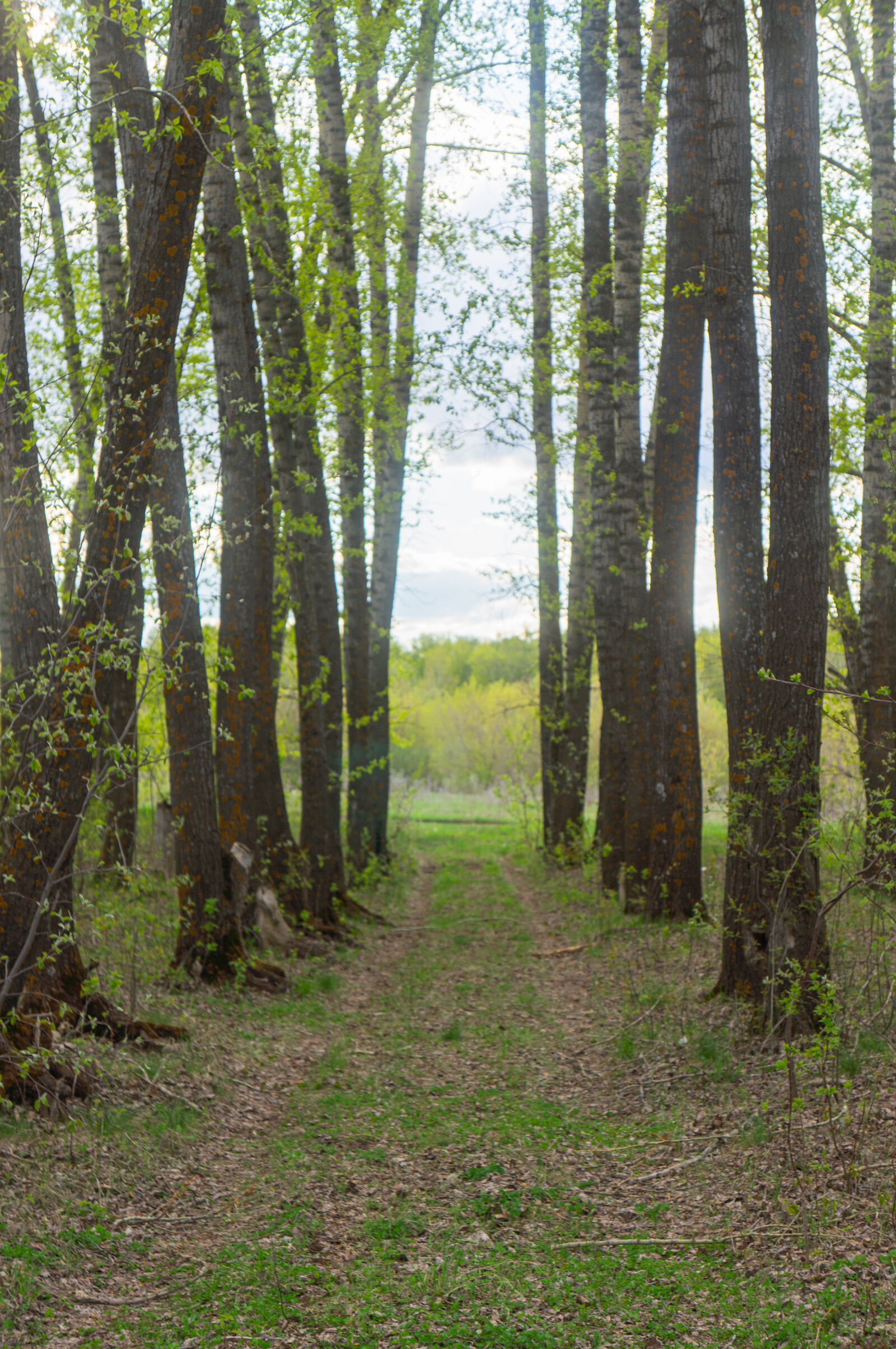 Sony Alpha NEX-5N sample photo. Forest photography