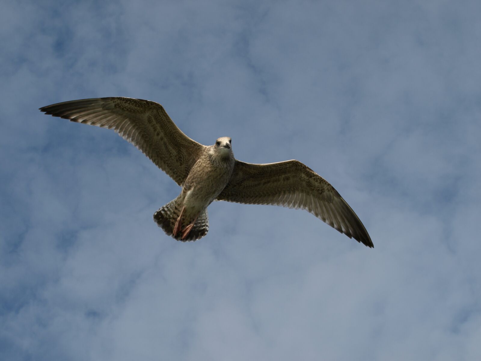 Olympus E-510 (EVOLT E-510) sample photo. Seagull, bird, sky photography