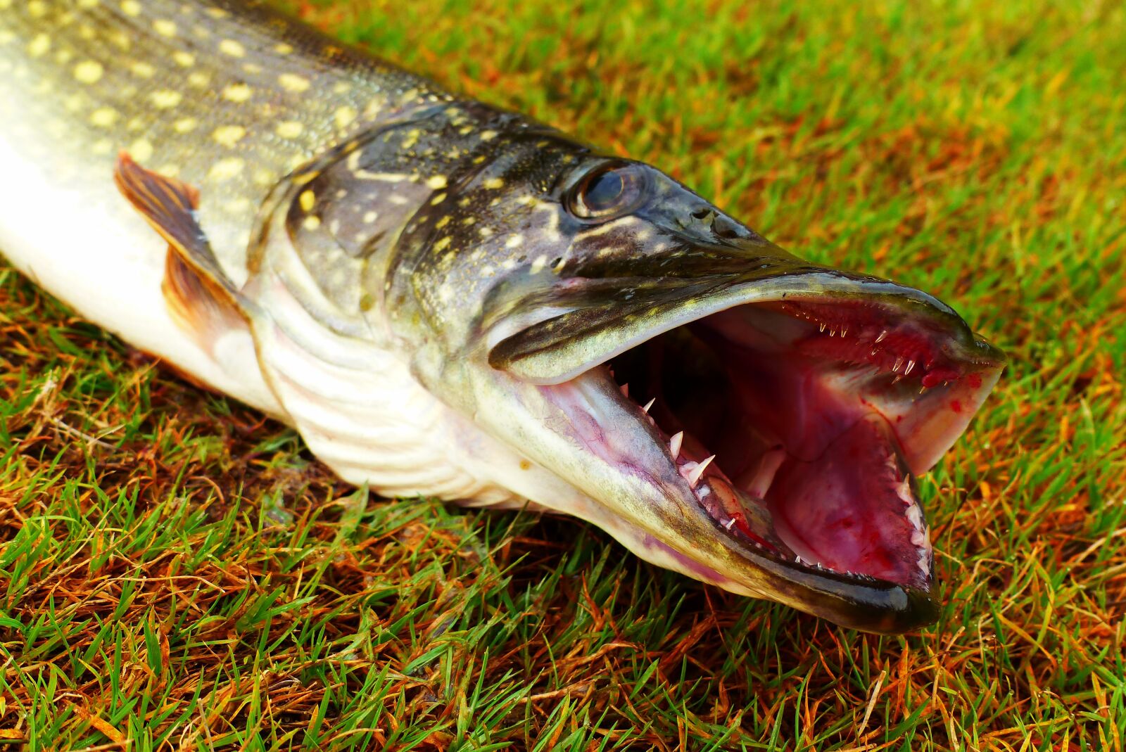 Panasonic Lumix DMC-FZ200 sample photo. The pike, fish, teeth photography