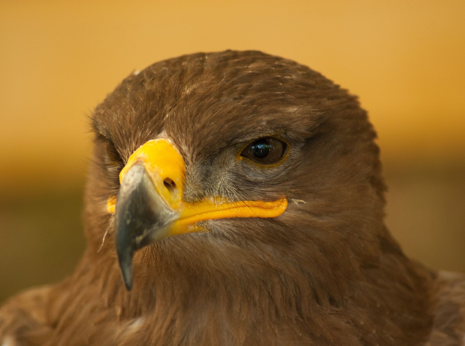 Tamron AF 70-300mm F4-5.6 Di LD Macro sample photo. Bird, falcon, steppe photography