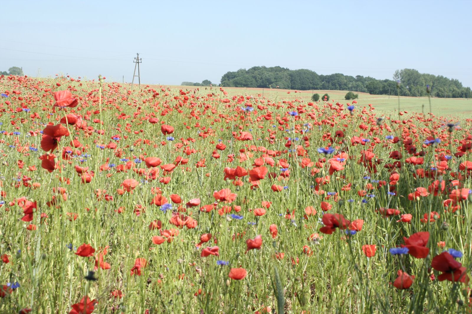 Canon EOS 350D (EOS Digital Rebel XT / EOS Kiss Digital N) sample photo. Poppy, field, meadow photography