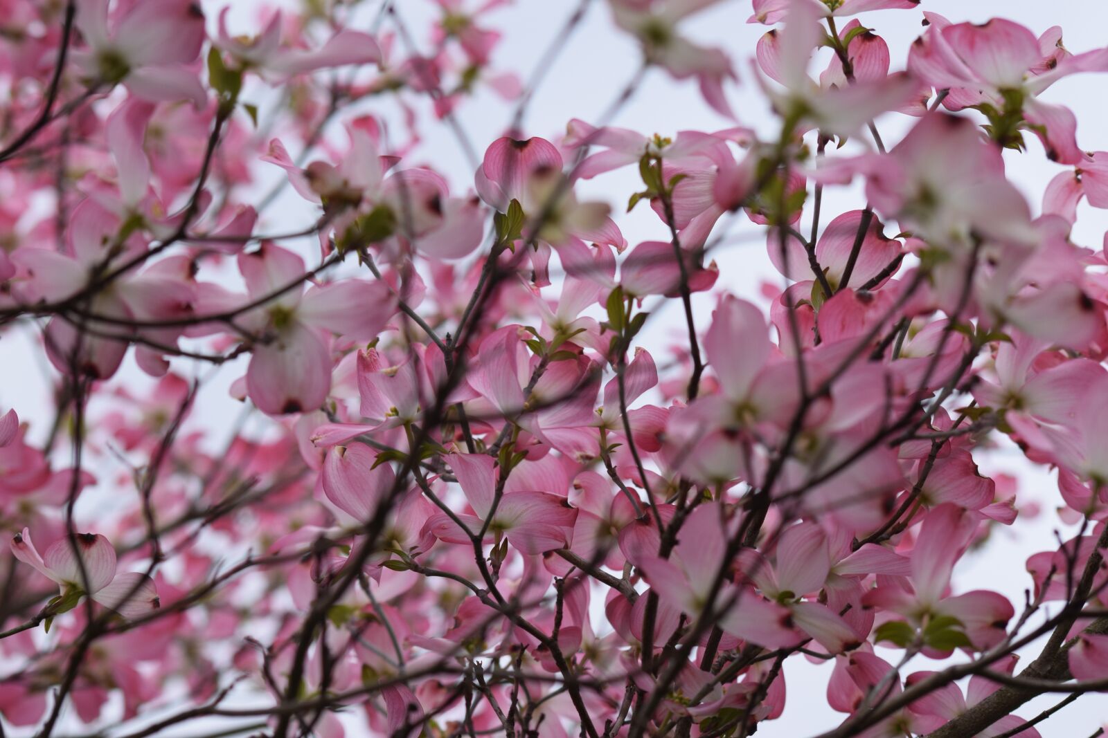 Nikon D3300 sample photo. Dogwood, pink, sp ring photography