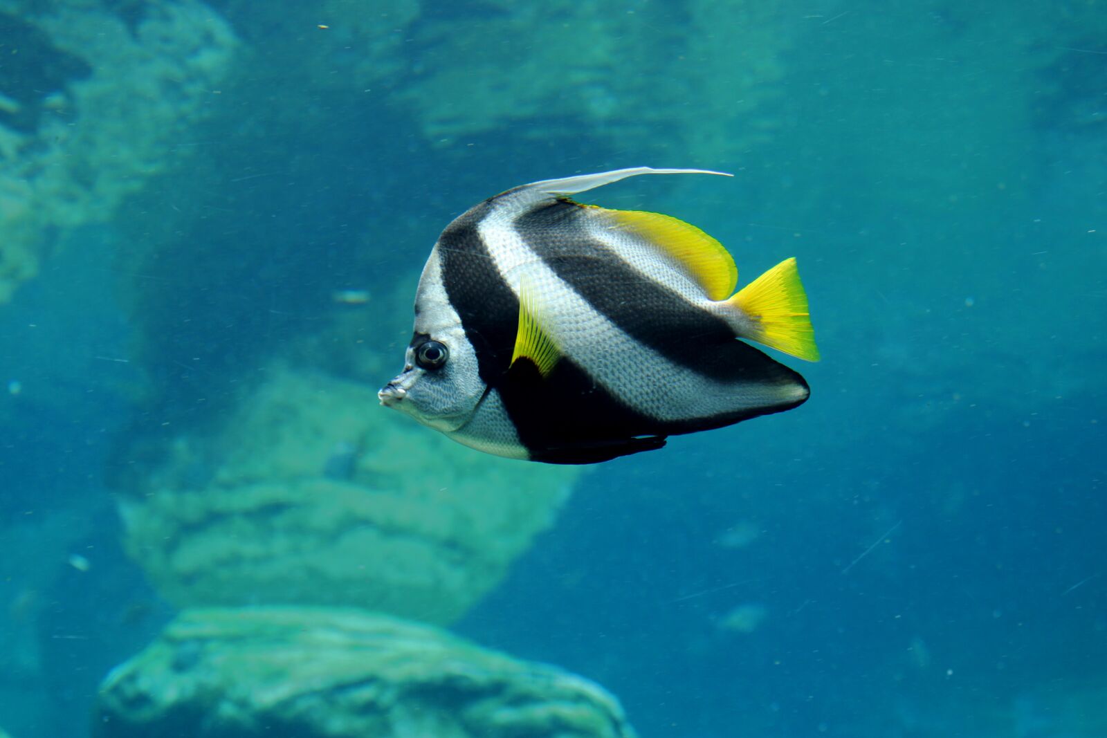 Canon EOS 2000D (EOS Rebel T7 / EOS Kiss X90 / EOS 1500D) sample photo. Fish, tropical, underwater photography