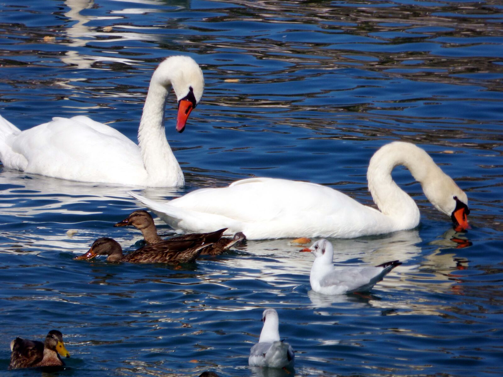 Panasonic DMC-FZ72 sample photo. Swans, ducks, plumage photography