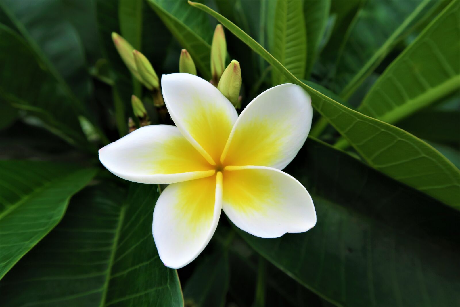 Canon PowerShot G7 X sample photo. Flower, tropical, nature photography