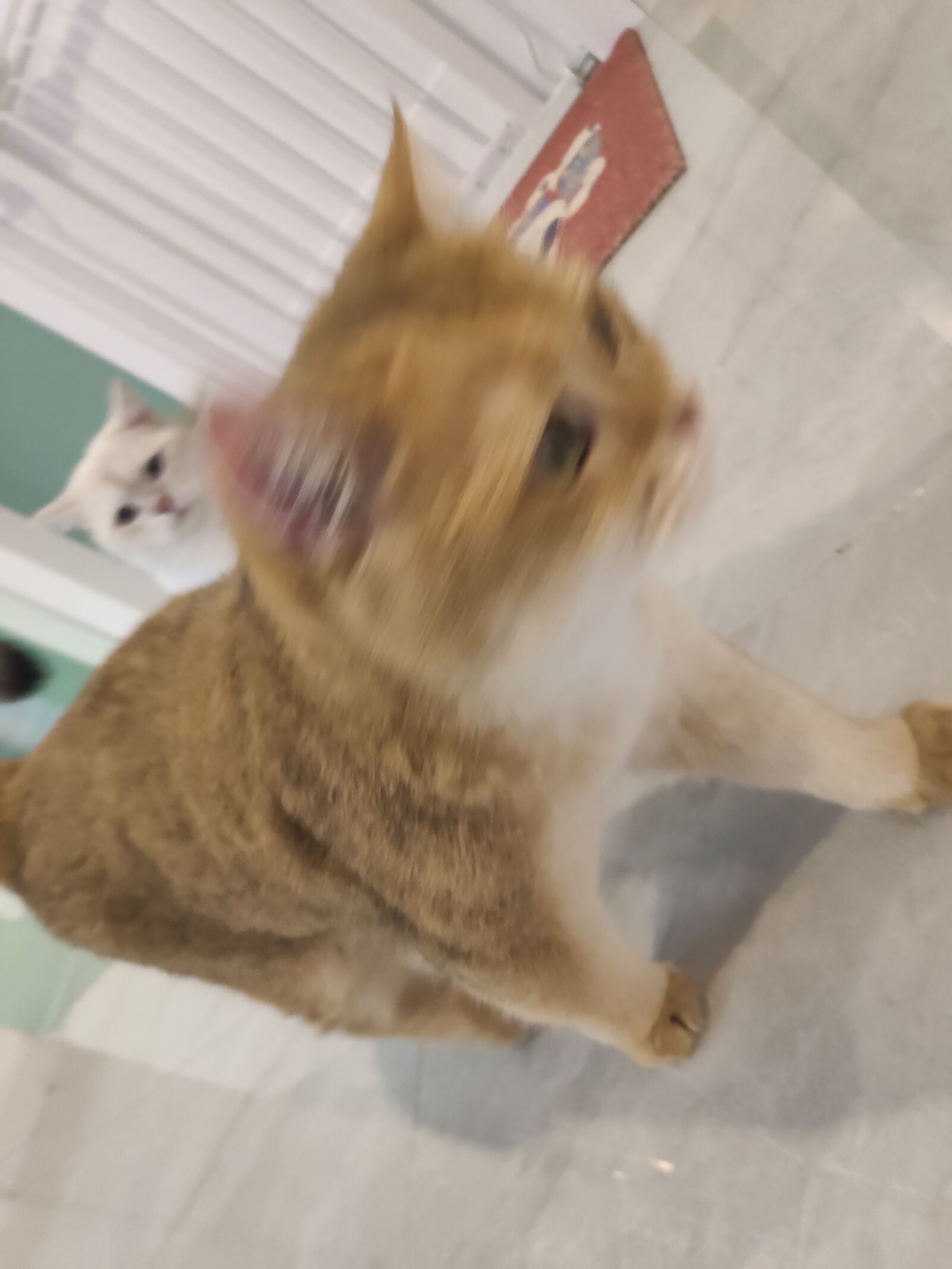 Xiaomi MI 8 SE sample photo. Cat, cute, life photography
