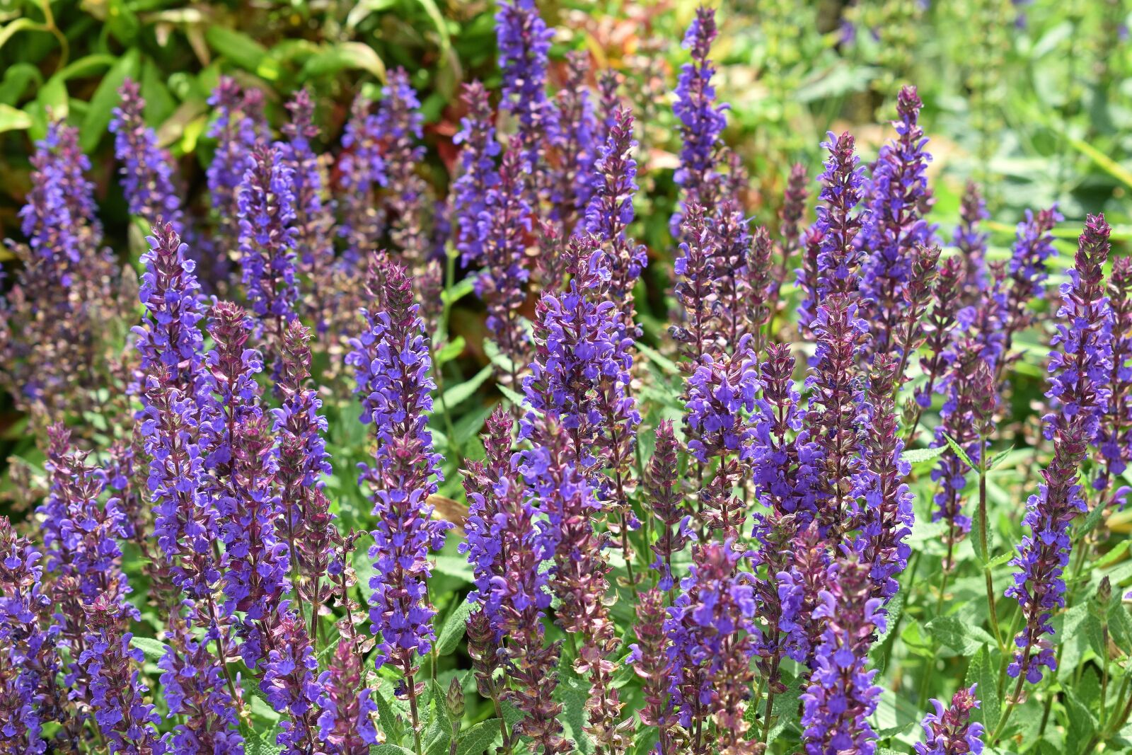 Nikon D3300 sample photo. Lavender, flower, blossom photography