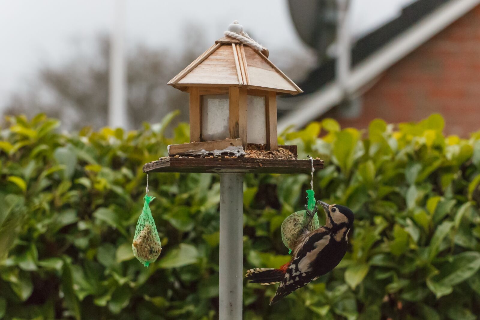 Canon EOS 550D (EOS Rebel T2i / EOS Kiss X4) sample photo. Great spotted woodpecker, bird photography