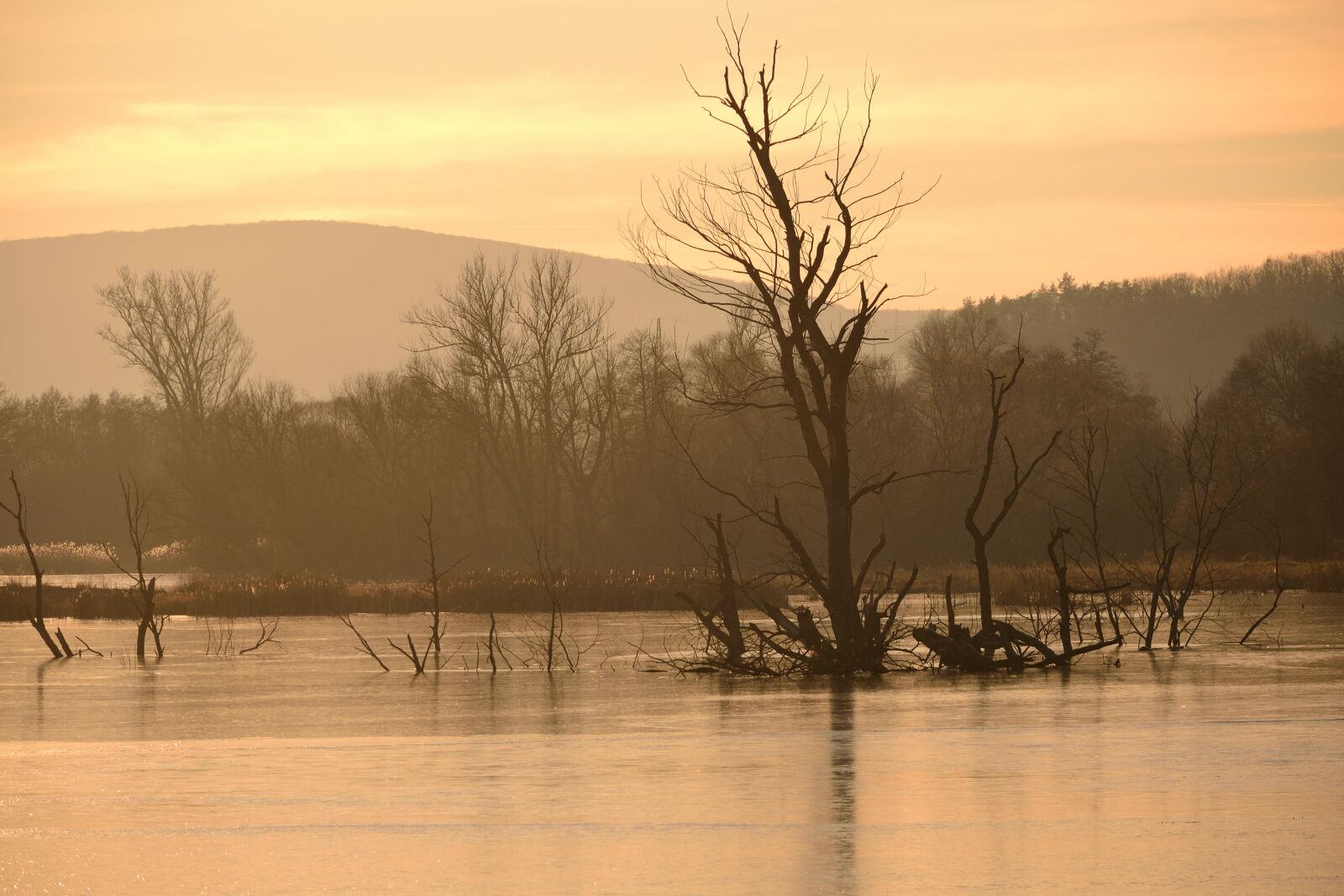 Nikon D3100 sample photo. Nature, trees, lake photography