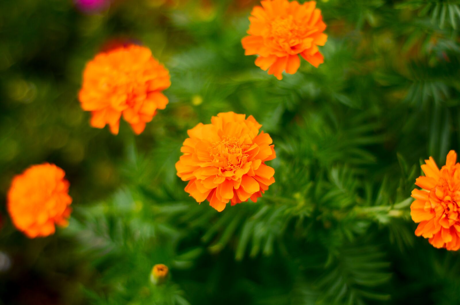 Nikon D7000 sample photo. Beautiful, flower, garden photography