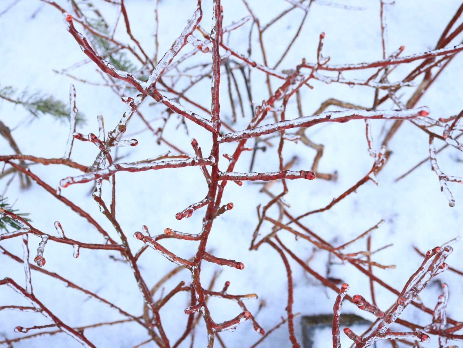 Canon EOS 750D (EOS Rebel T6i / EOS Kiss X8i) sample photo. Frozen branches, icy branches photography