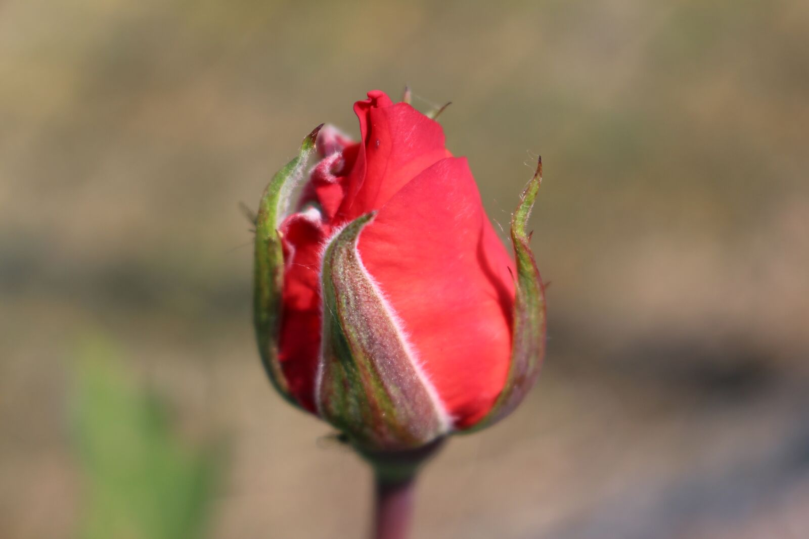 Canon EOS 100D (EOS Rebel SL1 / EOS Kiss X7) sample photo. Rose, spring, summer photography