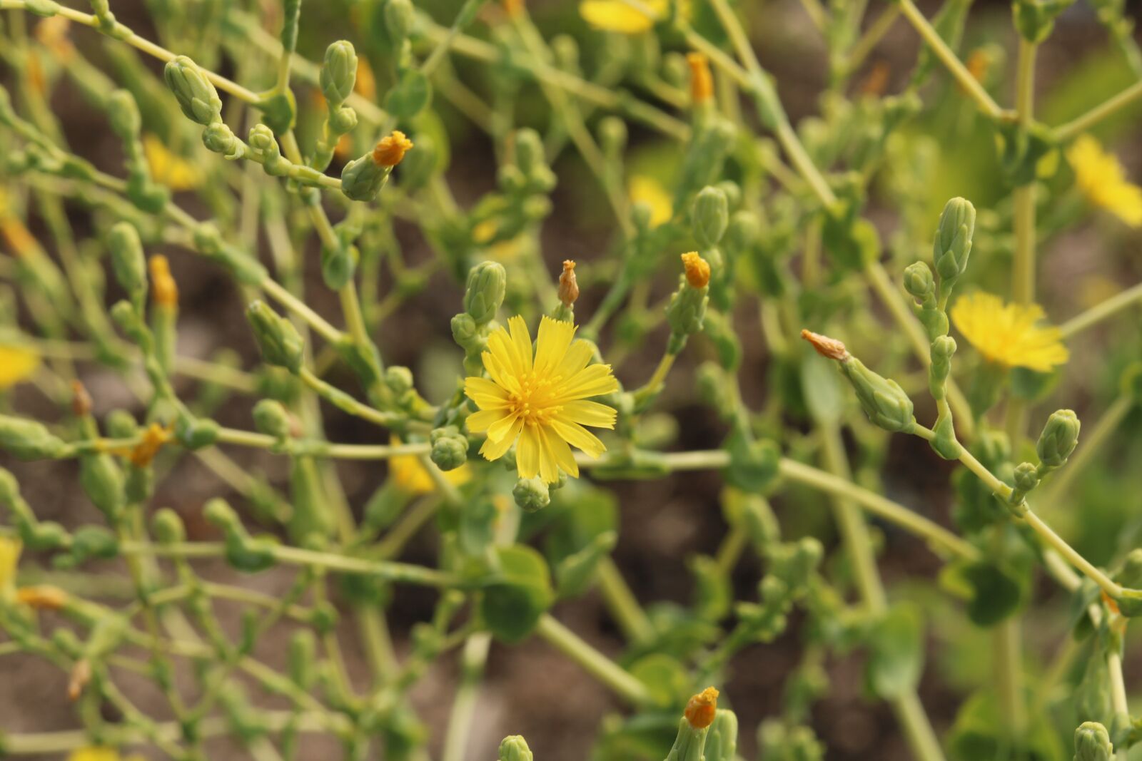 Canon EOS 750D (EOS Rebel T6i / EOS Kiss X8i) sample photo. Flower, plant, green photography