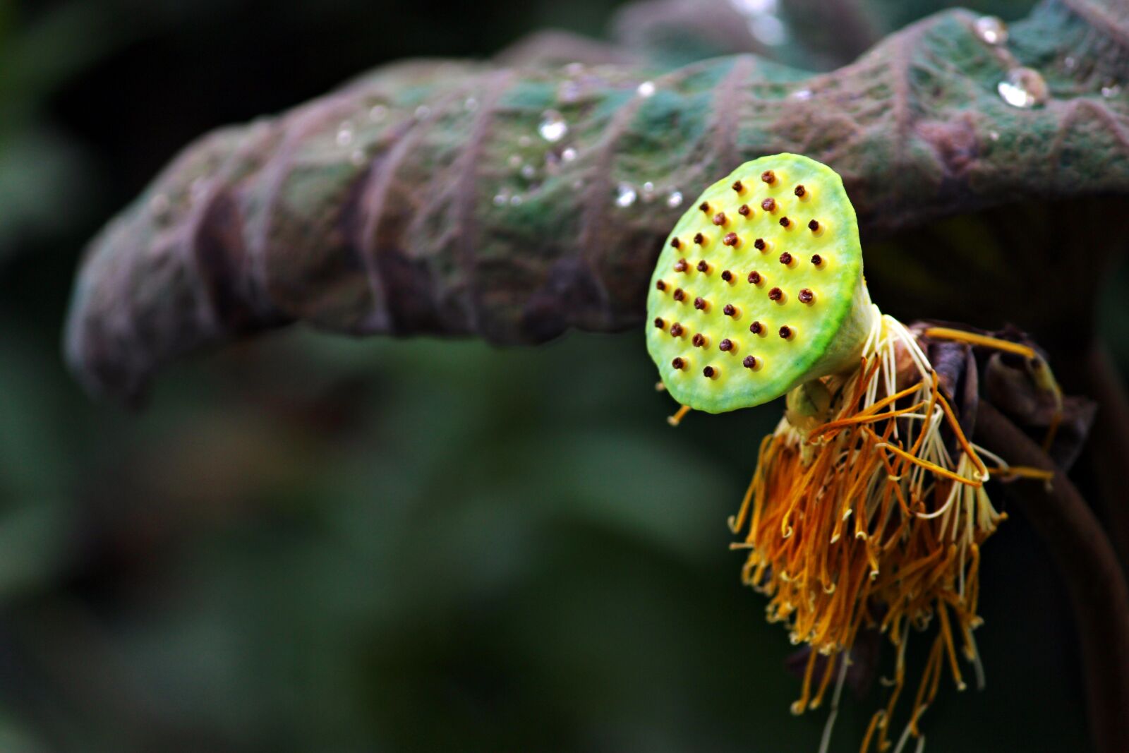 Canon EOS 600D (Rebel EOS T3i / EOS Kiss X5) sample photo. Lotus, waterlily, nature photography
