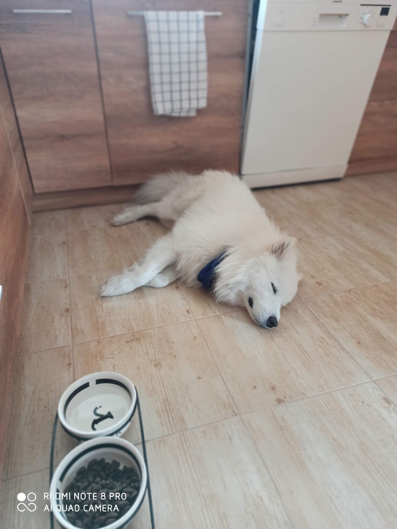 Xiaomi Redmi Note 8 Pro sample photo. Dog samoyed, the breed photography