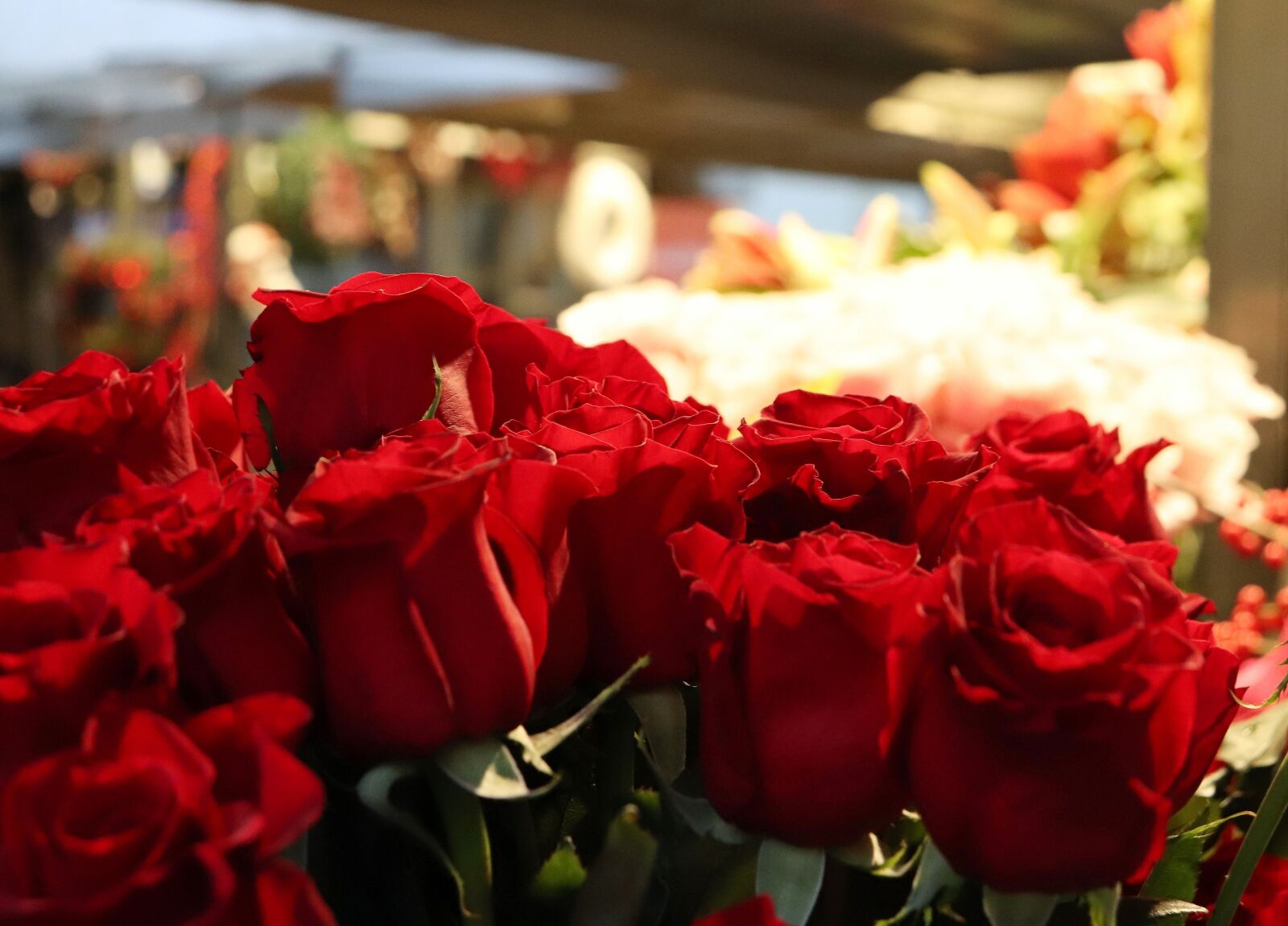 Canon EOS 200D (EOS Rebel SL2 / EOS Kiss X9) sample photo. Red roses, christmas decoration photography