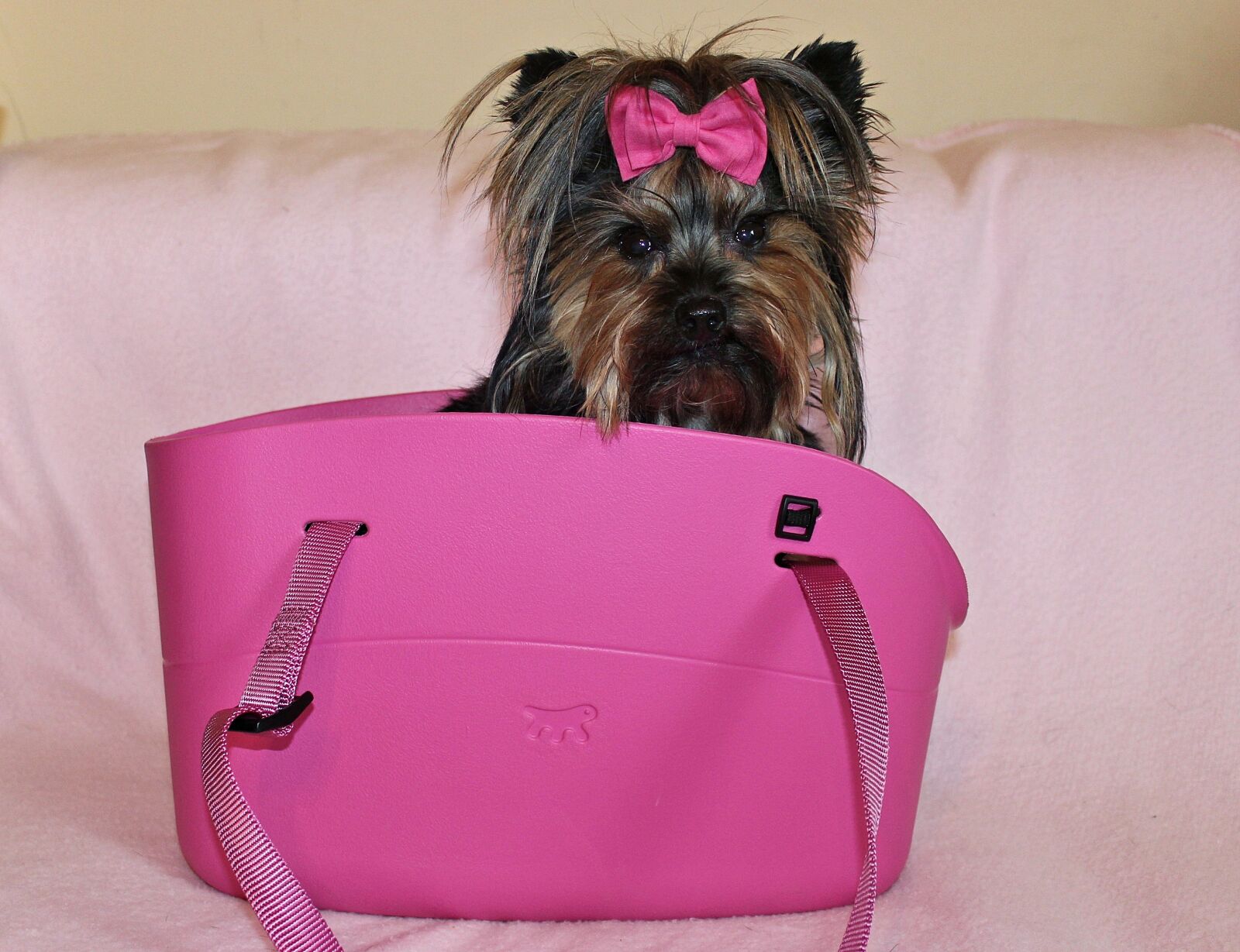 Canon EOS 600D (Rebel EOS T3i / EOS Kiss X5) sample photo. Yorkshire terrier, dog, beauty photography