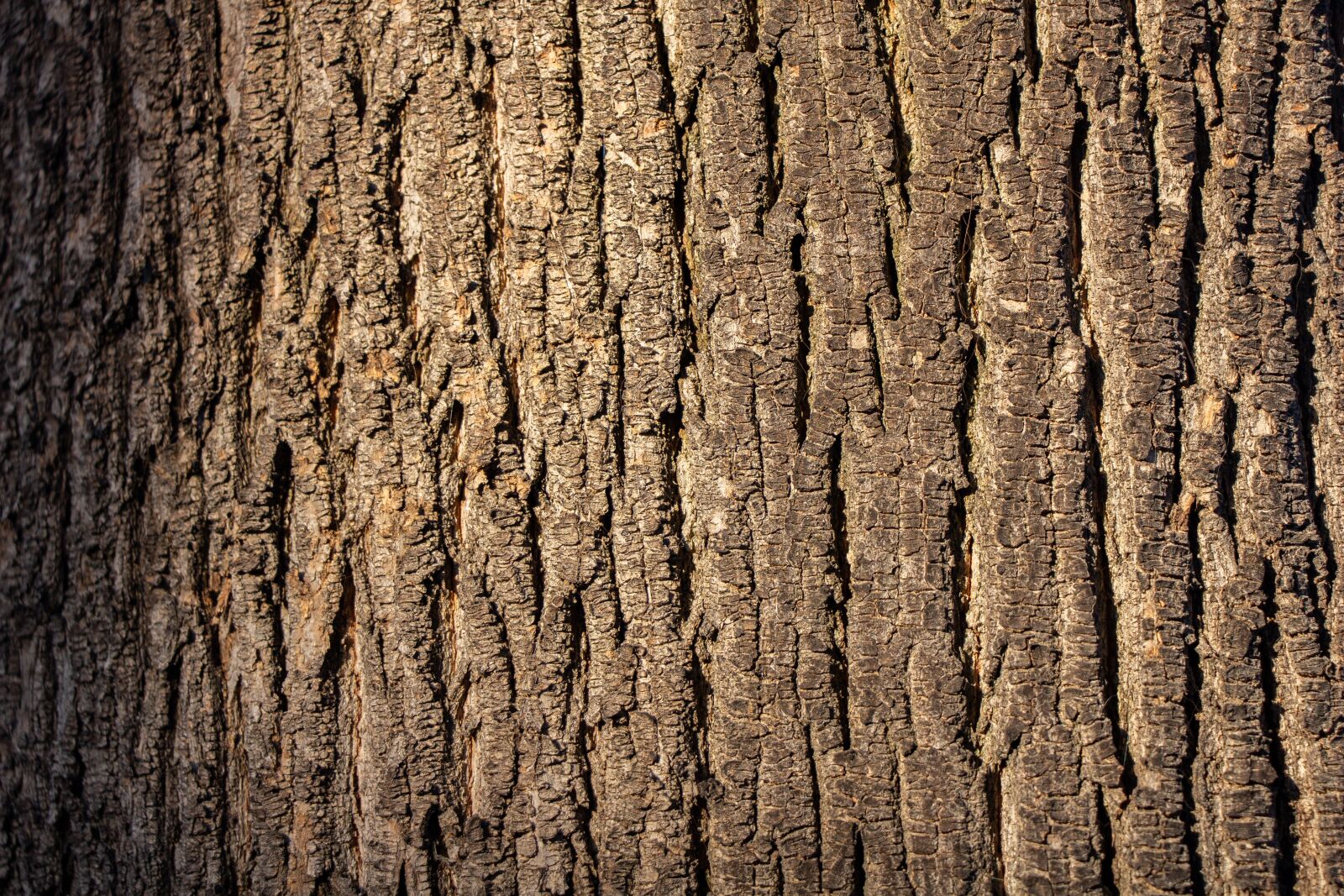 Canon EOS 100D (EOS Rebel SL1 / EOS Kiss X7) sample photo. Wood texture, wood, tree photography
