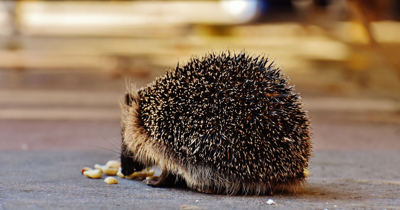 Nikon D7200 sample photo. Hedgehog child, young hedgehog photography