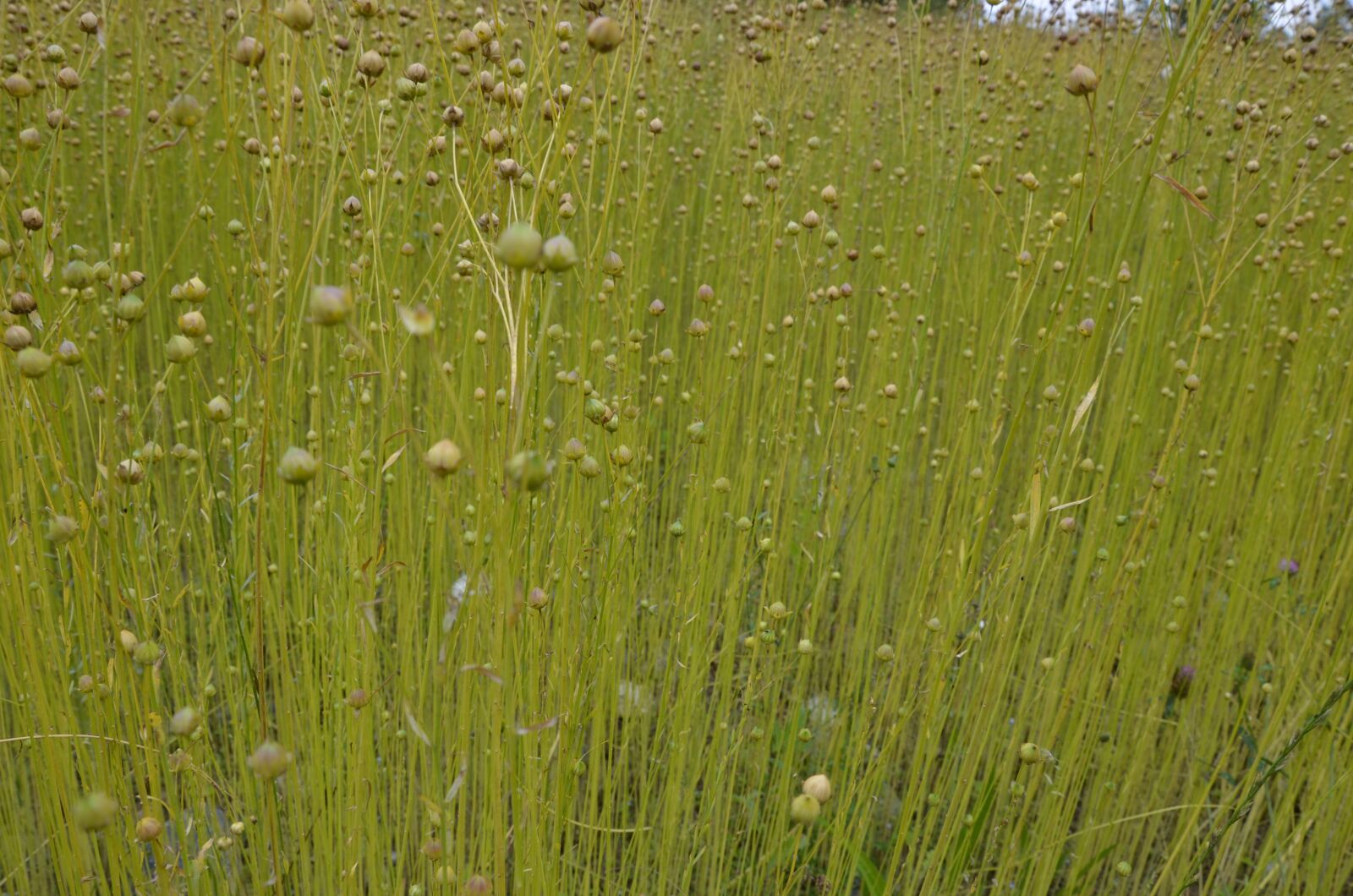 Nikon D5100 sample photo. Meadow, grass, nature photography