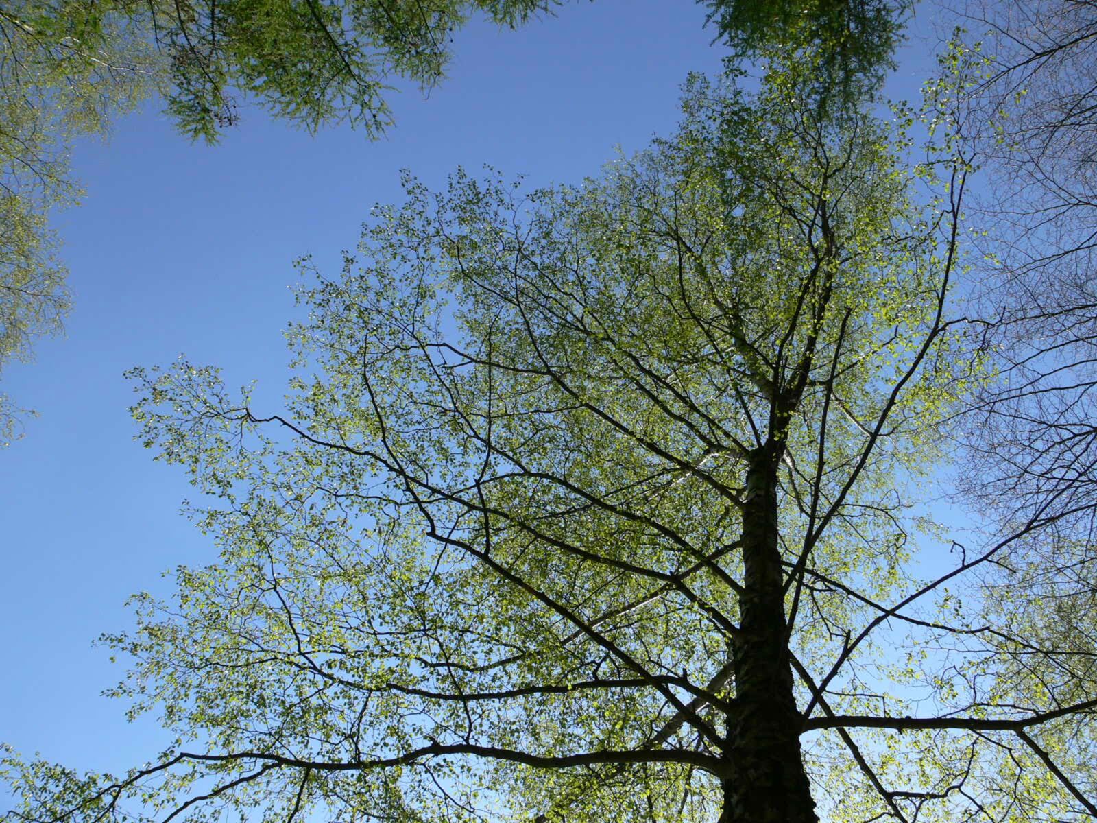Panasonic DMC-FZ30 sample photo. Crown, sky, blue photography