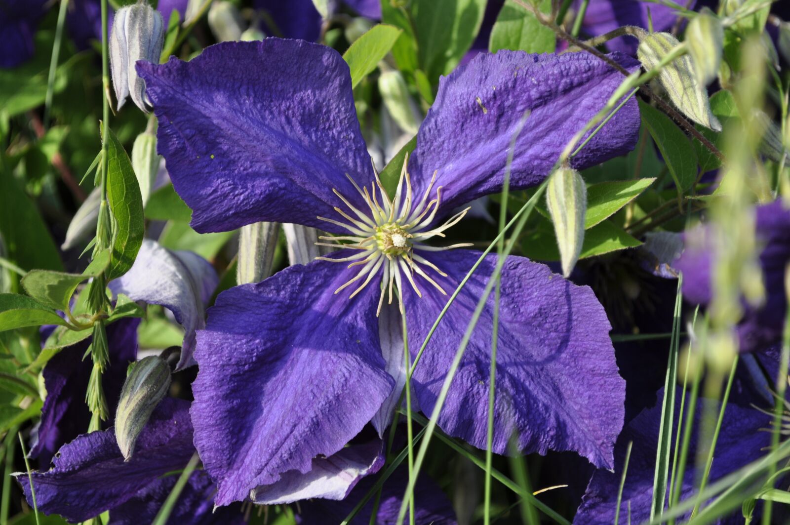 Nikon D5000 sample photo. Flower, blossom, bloom photography