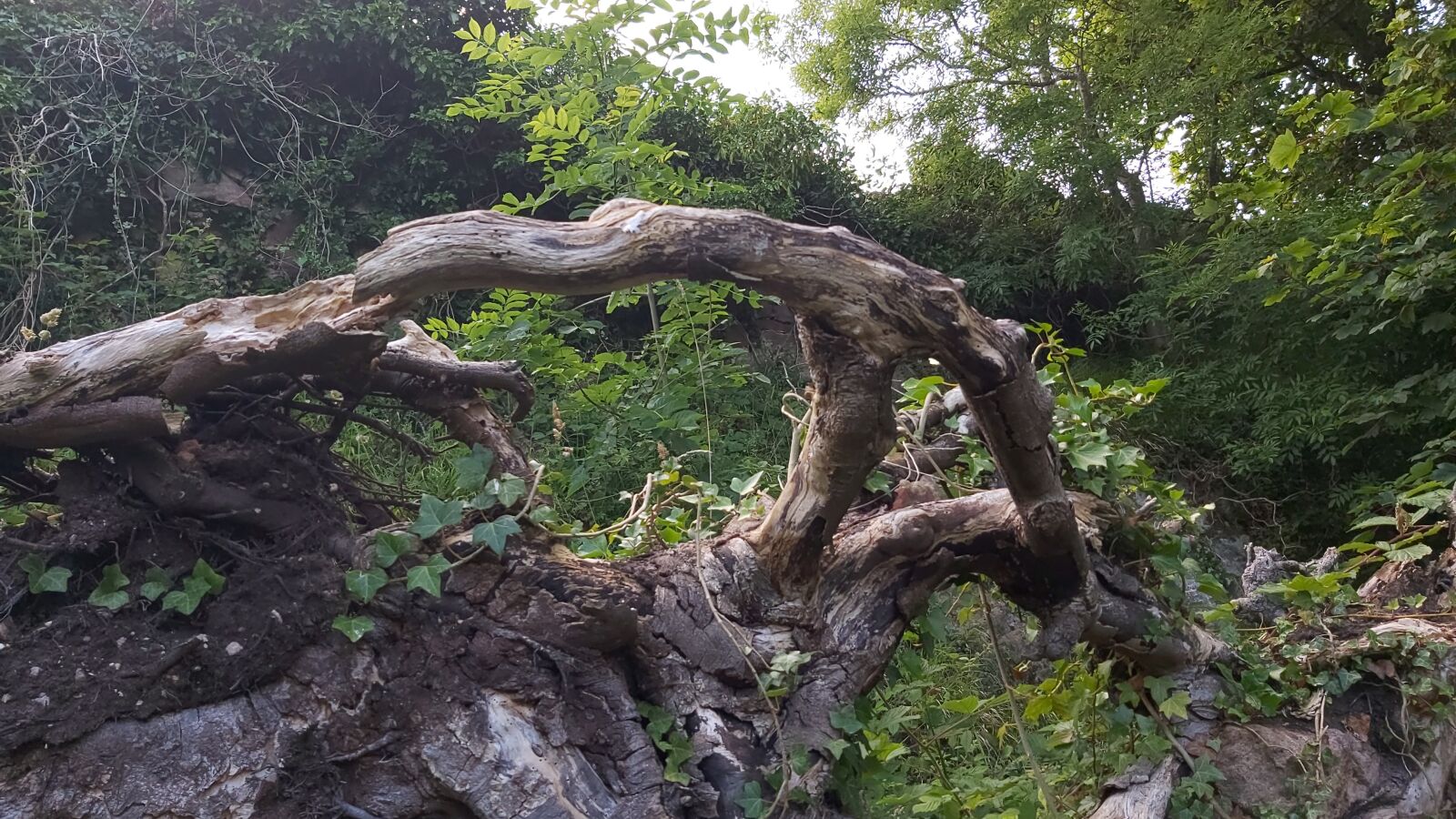 Samsung Galaxy A70 sample photo. Scottish nature, tree, old photography