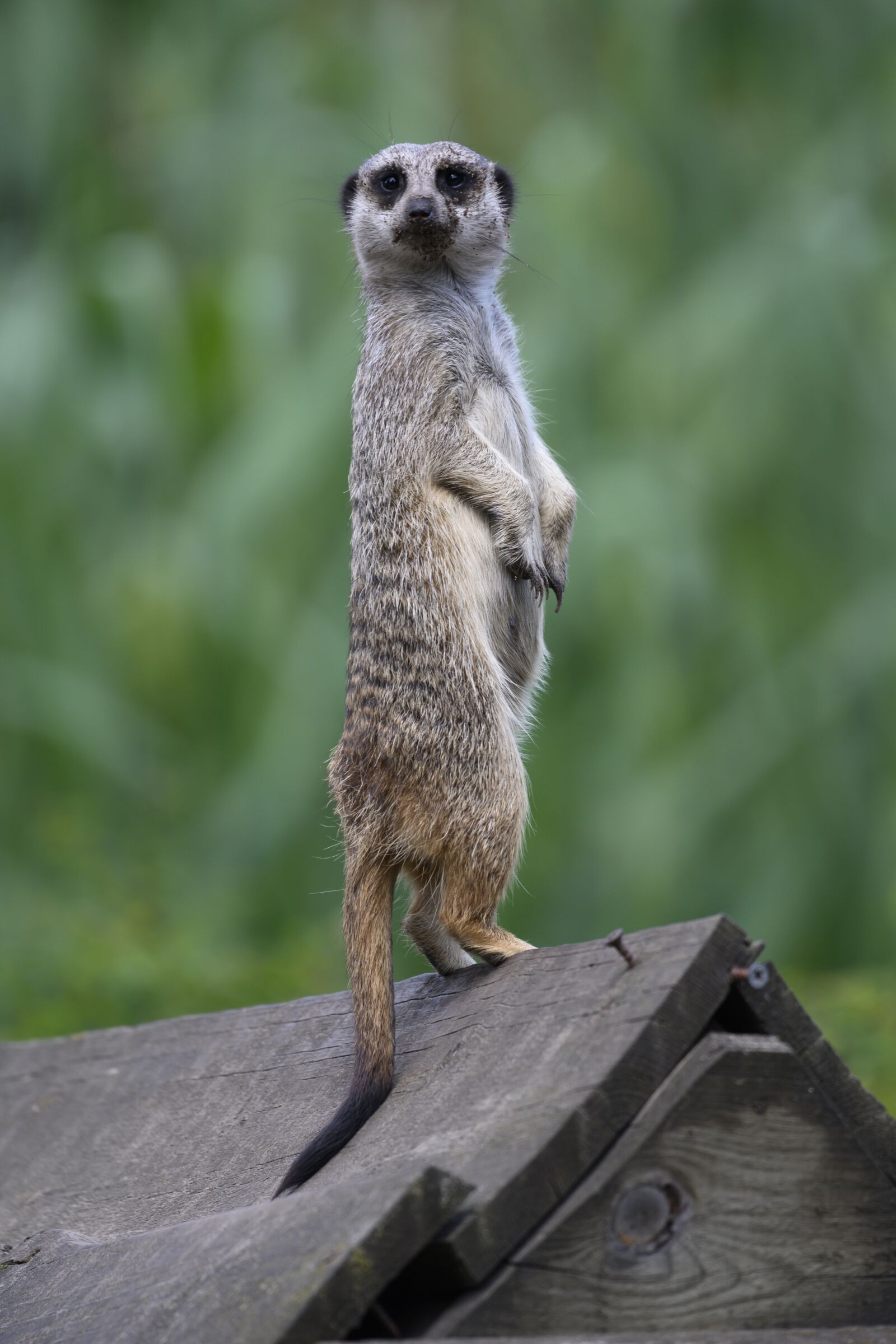 Nikon Z7 sample photo. Beekse bergen, meerkat, fast photography