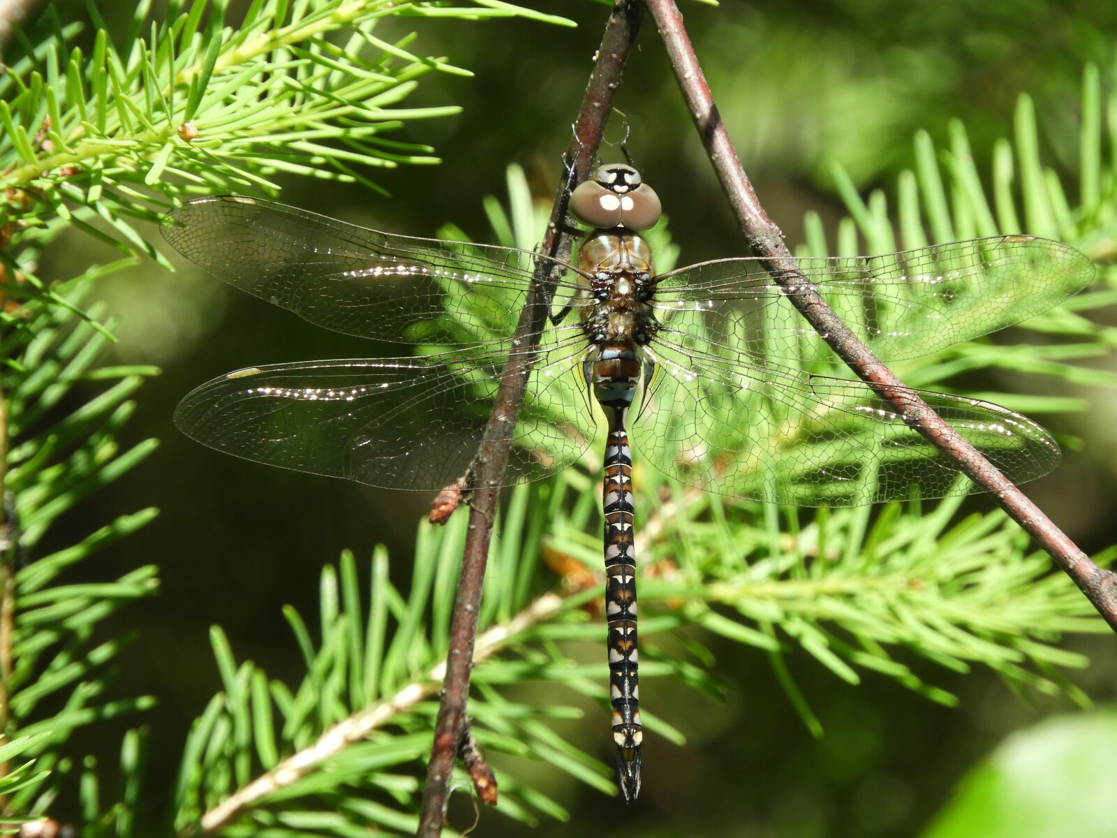 Nikon Coolpix B700 sample photo. Insect, dragonfly, nature photography
