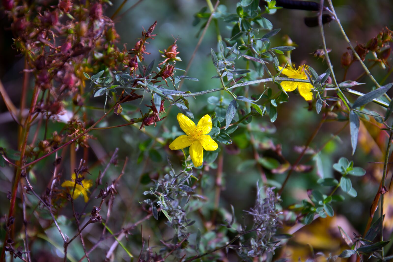Nikon D3100 sample photo. Plant, hypericum, tutsan photography