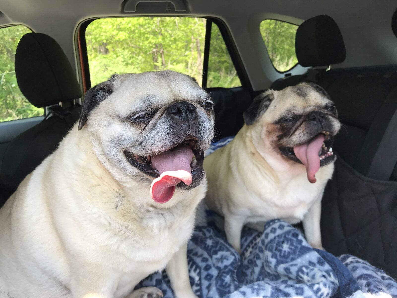 iPhone 7 back camera 3.99mm f/1.8 sample photo. Dog, pug, pet photography