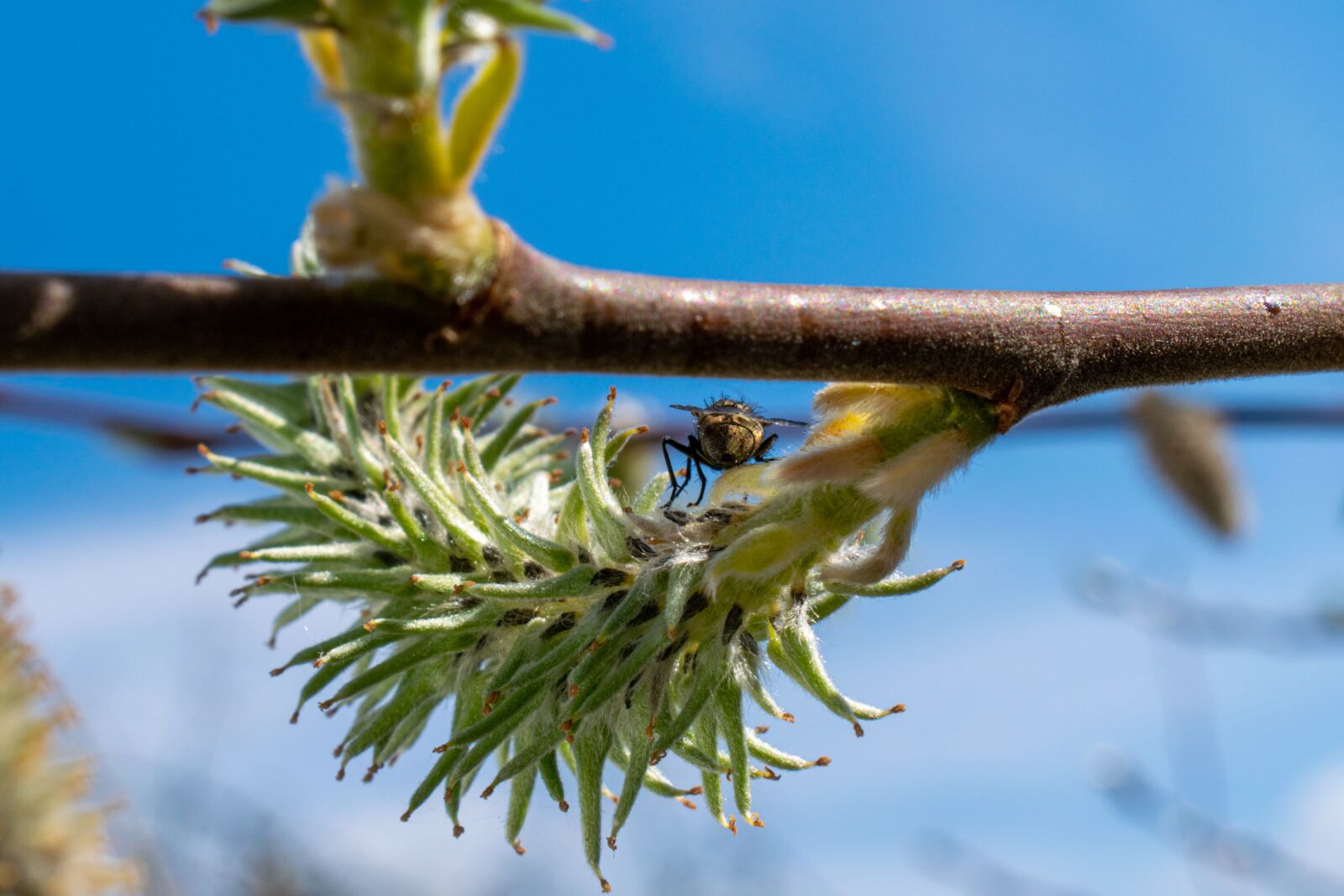 Nikon D5300 sample photo. Fly popo, fly, branch photography