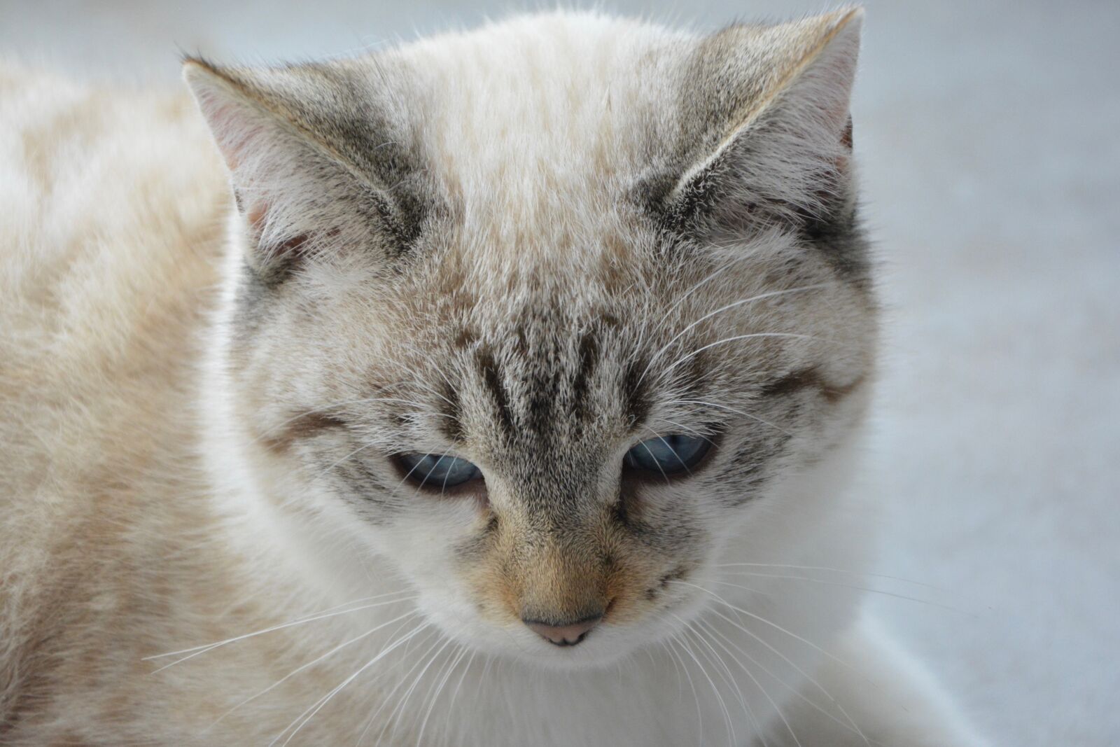 Nikon D5200 sample photo. Cat, head cat, ears photography