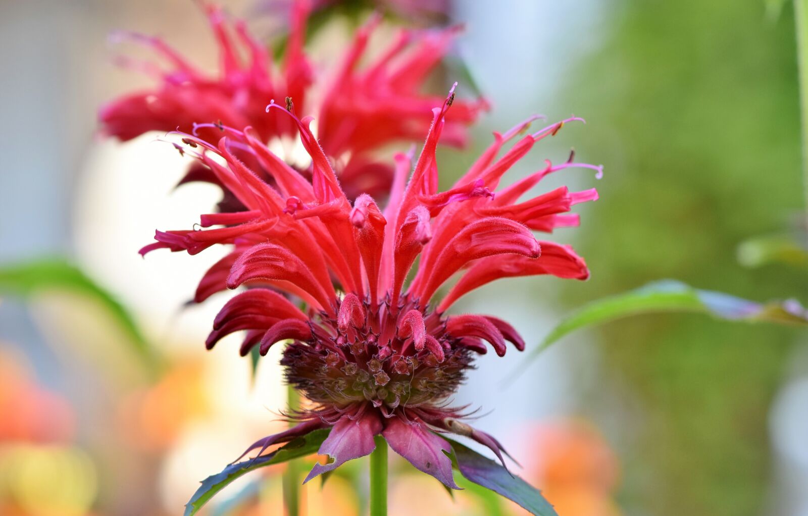Nikon D7200 sample photo. Castilleja, broomrape plant, flower photography