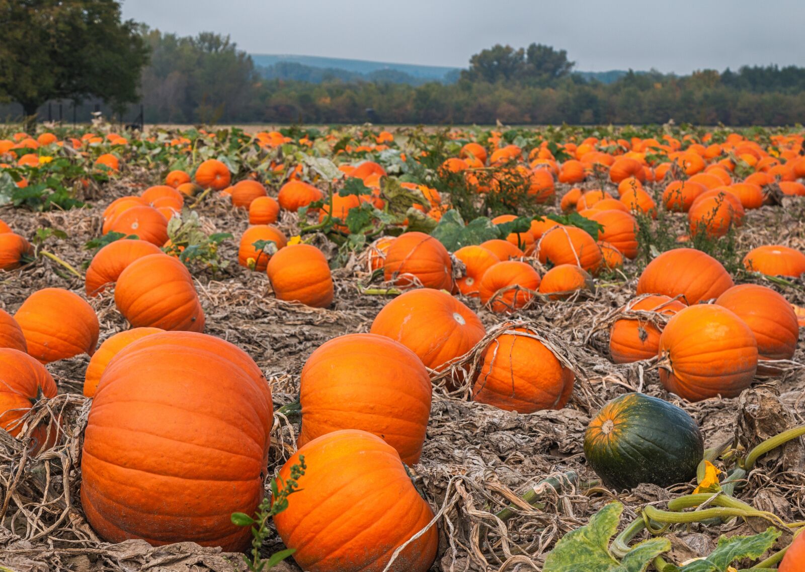 Canon EOS 70D + Canon EF 24-105mm F4L IS USM sample photo. Pumpkin, field, agriculture photography