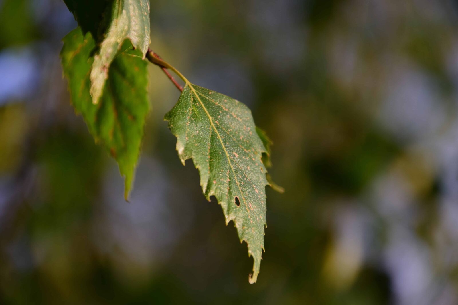 Nikon D3300 sample photo. Nature, leaf, flora, tree photography