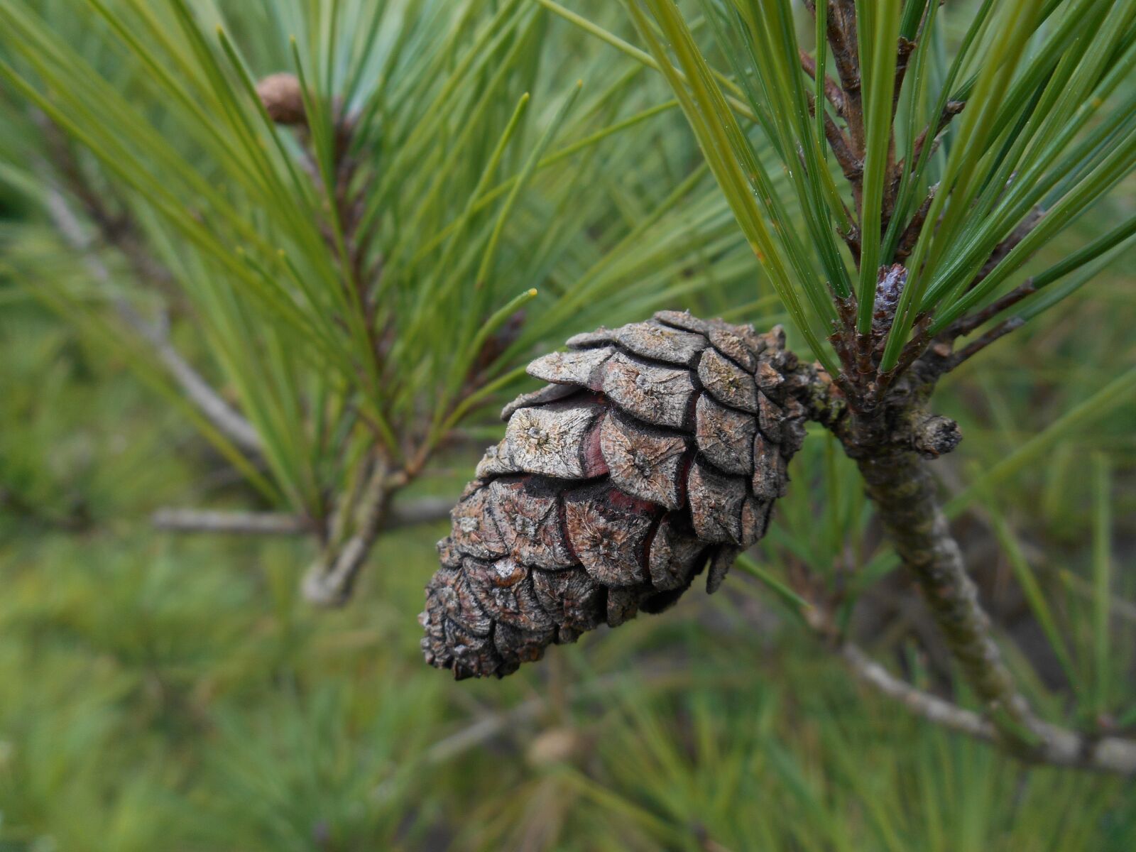 Nikon Coolpix S3500 sample photo. Pineapple, pine, forest photography