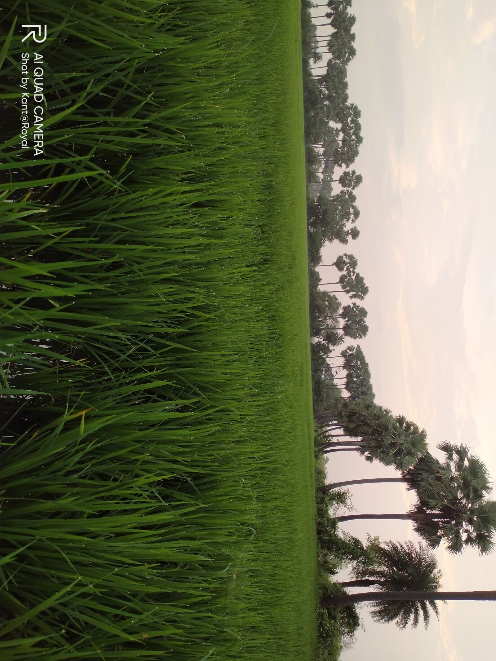 Realme 5I sample photo. Greenery, rice crop, cultivation photography