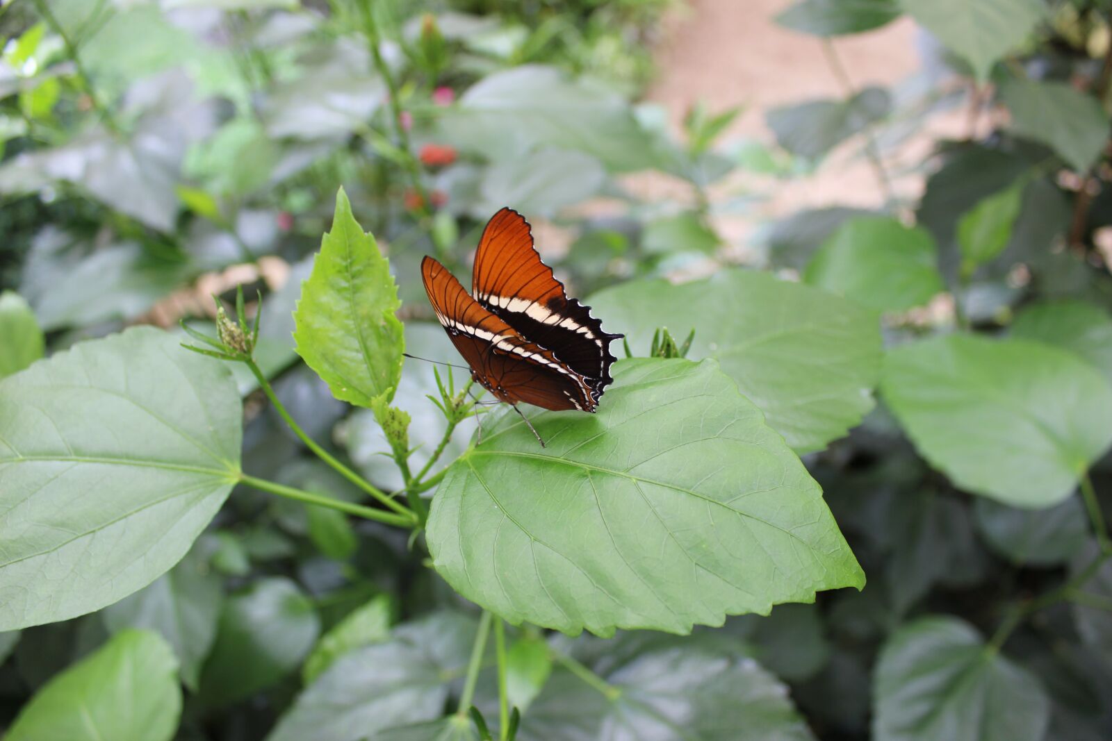 Canon EOS 600D (Rebel EOS T3i / EOS Kiss X5) sample photo. Butterfly, insect, leaves photography