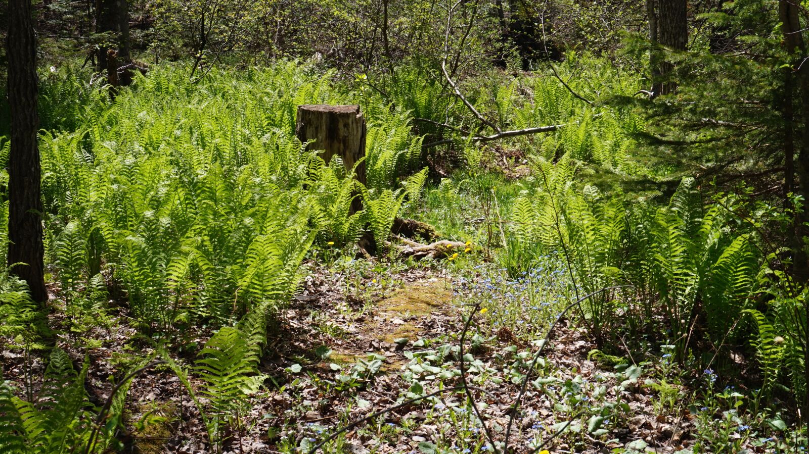 Sony Alpha a5000 (ILCE 5000) sample photo. Trail, grass, landscape photography