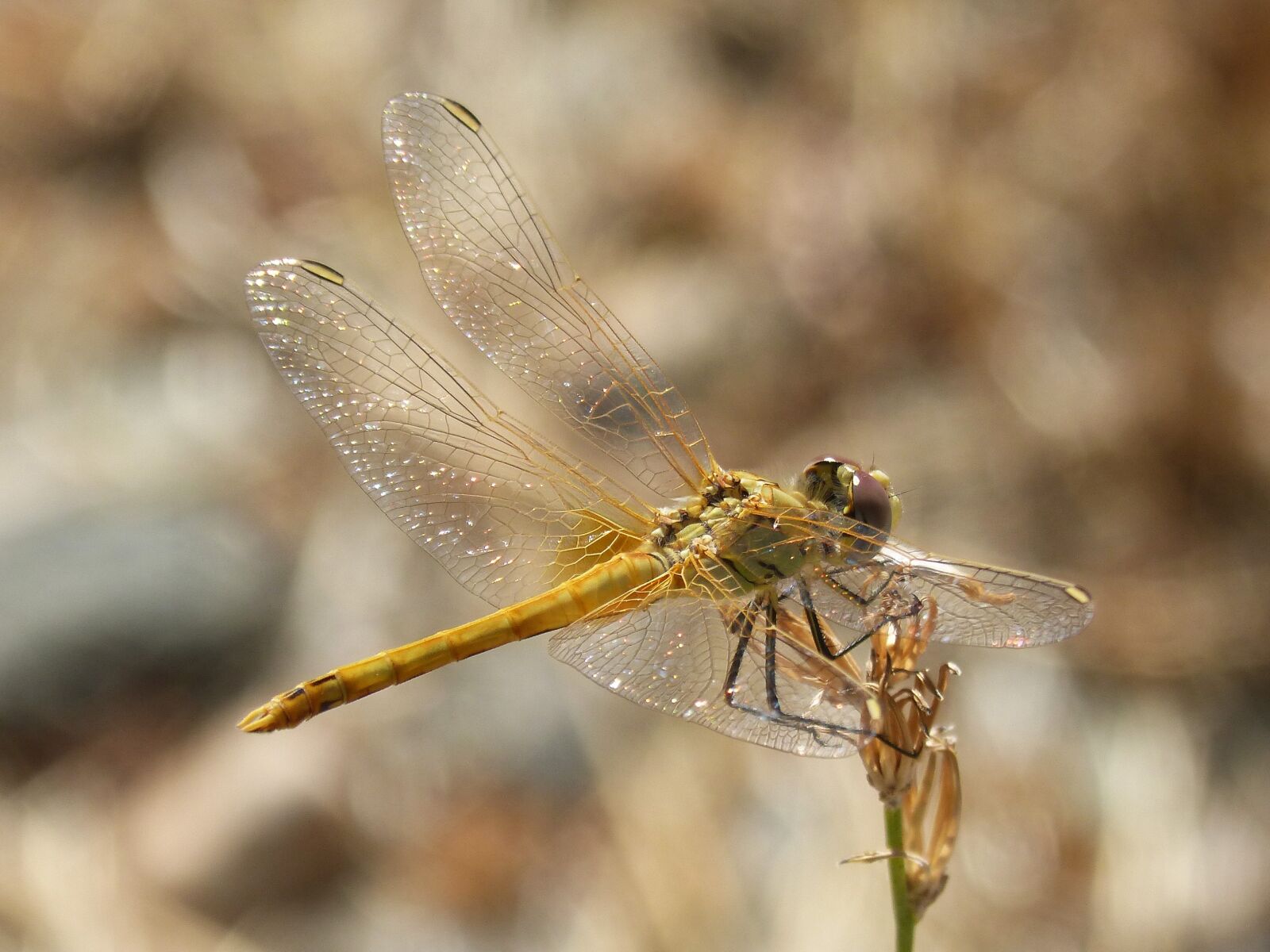 Panasonic DMC-FZ62 sample photo. Dragonfly, iridescent, branch photography