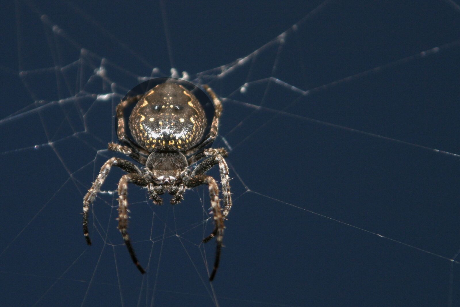 Canon EOS 10D sample photo. Spider, web, cobweb photography