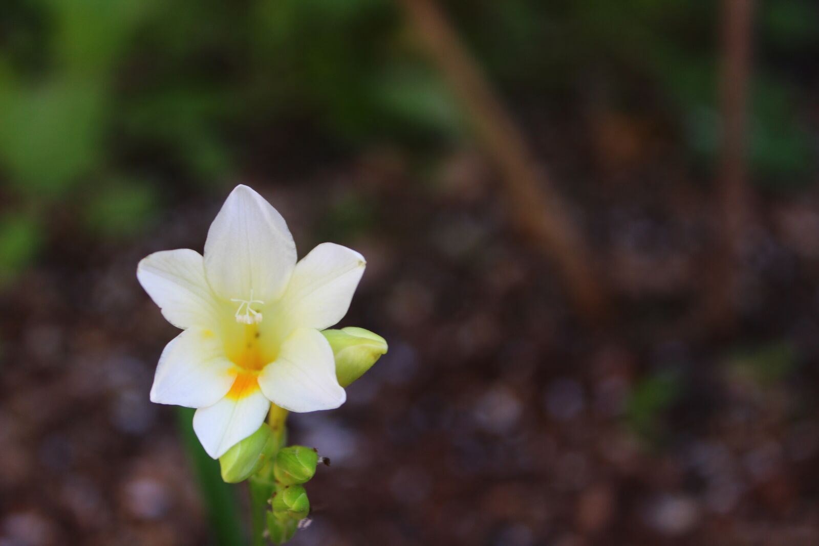 Canon EOS 600D (Rebel EOS T3i / EOS Kiss X5) sample photo. Flower, nature, spring photography