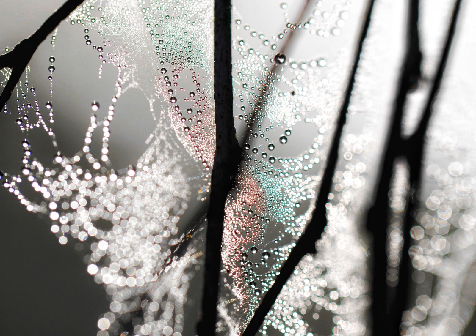 Nikon D90 sample photo. Dew, morning, light photography