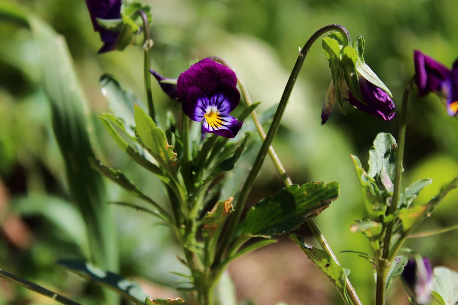 Canon EOS 1300D (EOS Rebel T6 / EOS Kiss X80) sample photo. Pansies, pansy, flower photography