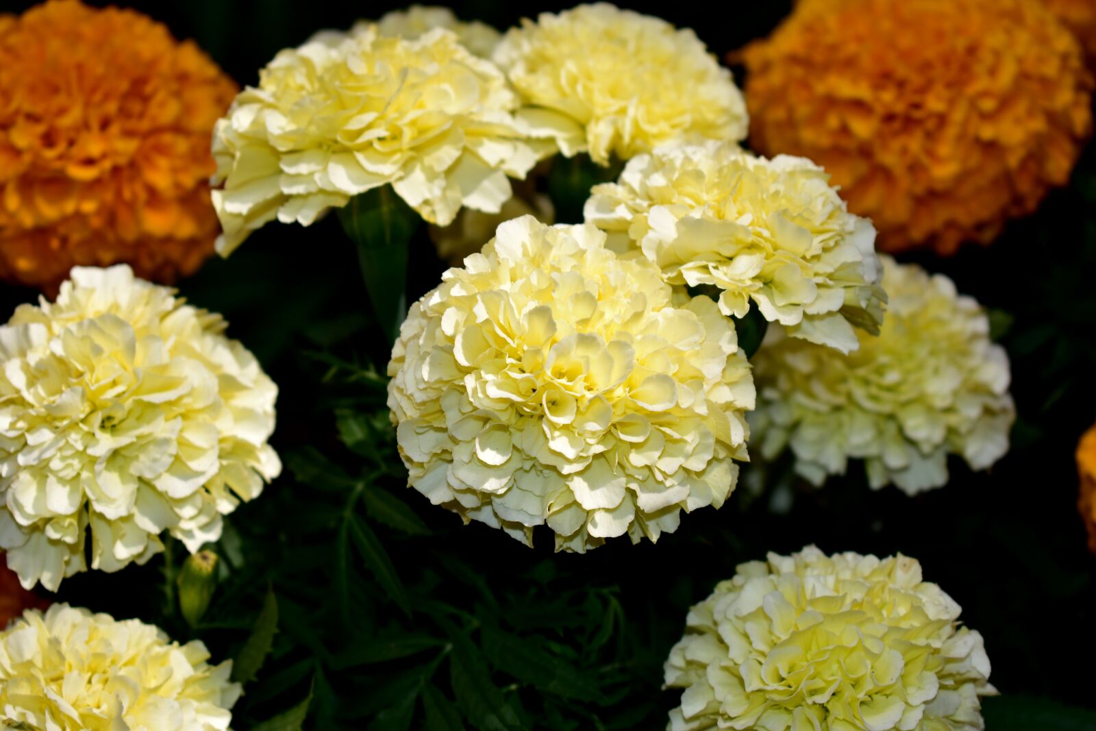 Nikon D5600 sample photo. Flower, flowers, dead photography