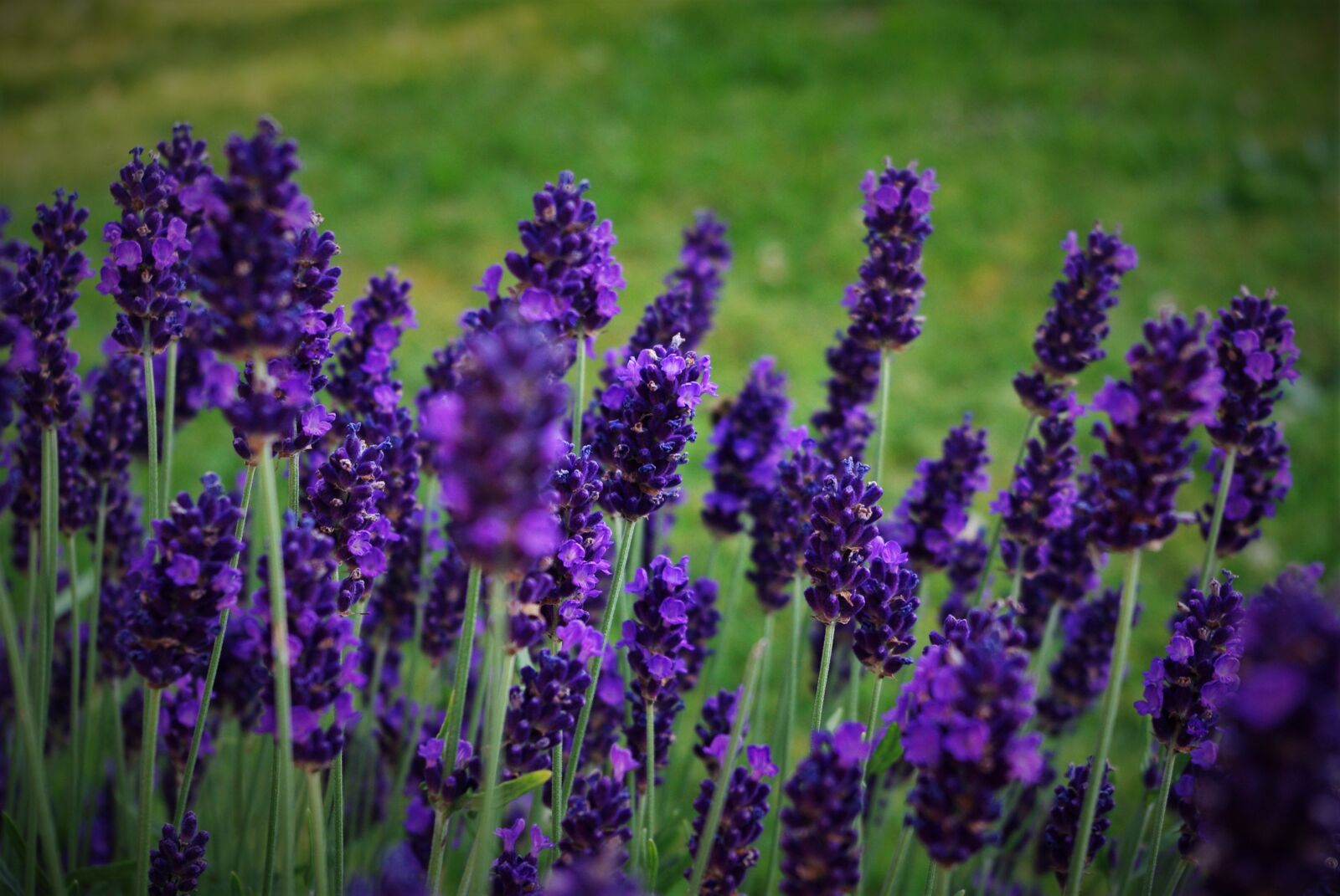Pentax K-m (K2000) sample photo. Lavender, plant, nature photography
