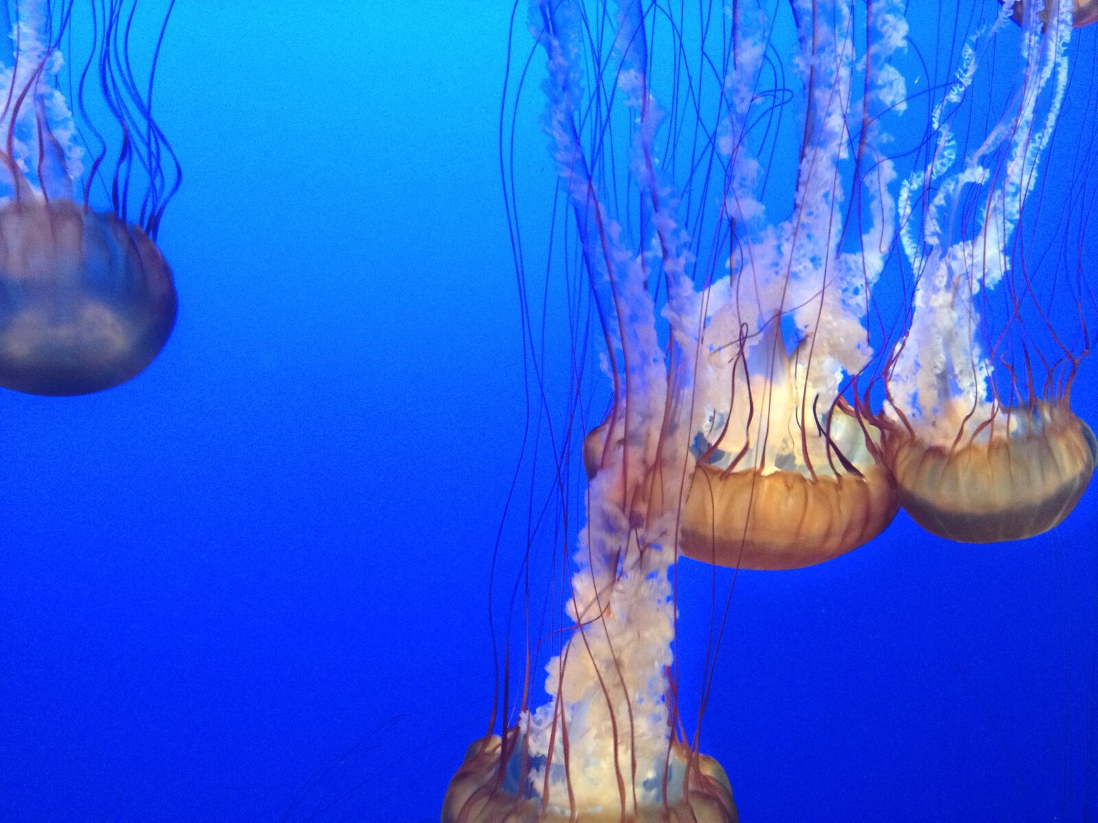 iPhone 4S back camera 4.28mm f/2.4 sample photo. Blue, monterrey, ocean photography