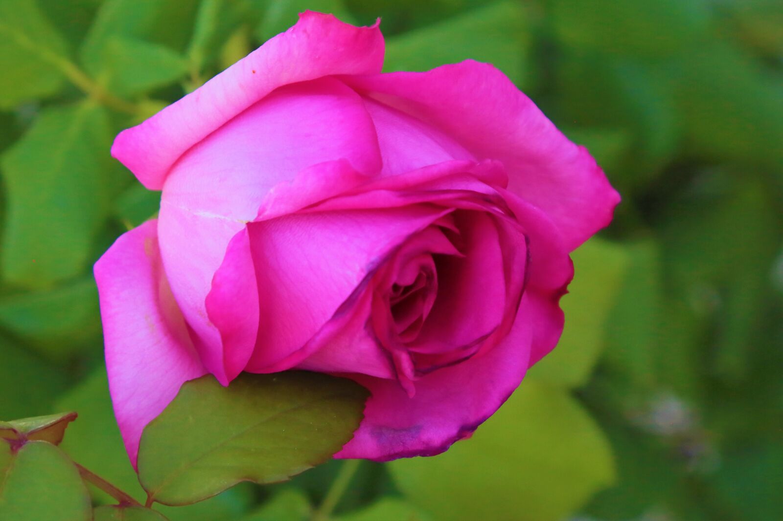Canon EF 24-105mm F4L IS USM sample photo. Rose, pink, spring photography